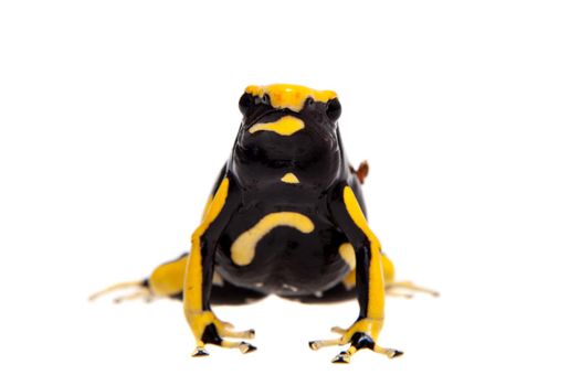 La Fumme Blue Dyeing Poison Dart Frogling, Dendrobates tinctorius, on white background.