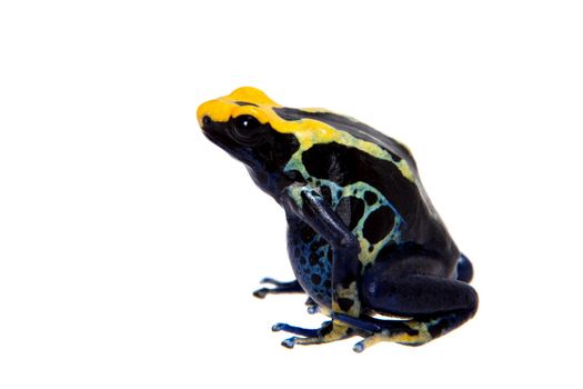 Robertus dyeing poison dart frog, Dendrobates tinctorius, isolated on white background