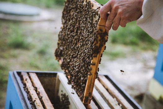 Beekeeper holding a honeycomb full of bees. Beekeeper in protective workwear inspecting honeycomb frame at apiary.