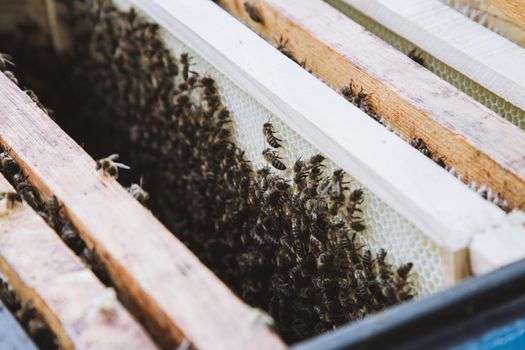 Group of yellow bees on the hive frame. Apiary.