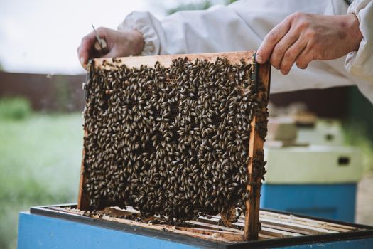 Beekeeper holding a honeycomb full of bees. Beekeeper in protective workwear inspecting honeycomb frame at apiary.