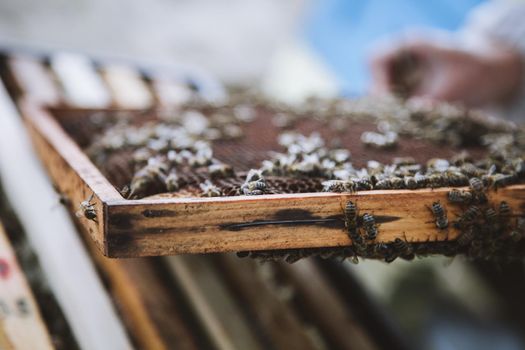 Beekeeper holding a honeycomb full of bees. Beekeeper in protective workwear inspecting honeycomb frame at apiary.