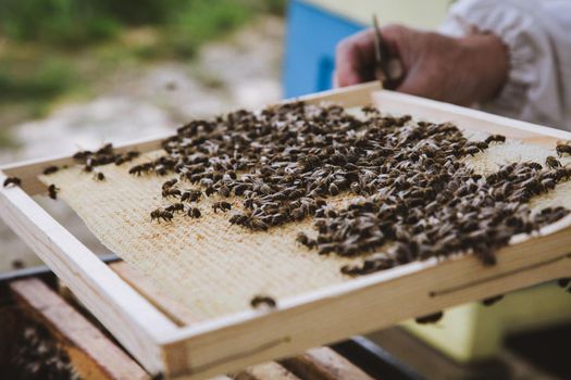 Beekeeper holding a honeycomb full of bees. Beekeeper in protective workwear inspecting honeycomb frame at apiary.