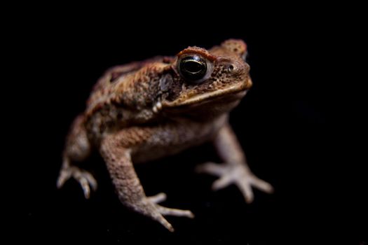 Rhinella marinus. Cane or giant neotropical toad on black background