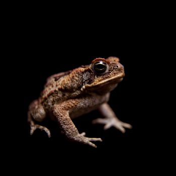 Rhinella marinus. Cane or giant neotropical toad on black background