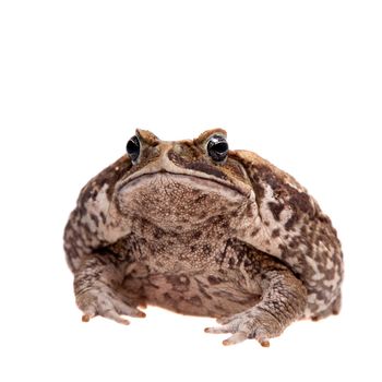 Rhinella marinus. Cane or giant neotropical toad on white background