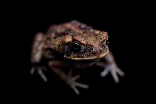 Rhinella marinus. Cane or giant neotropical toad on black background