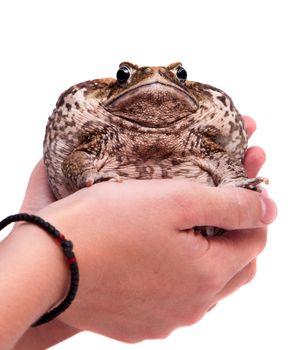 Rhinella marinus. Cane or giant neotropical toad on white background