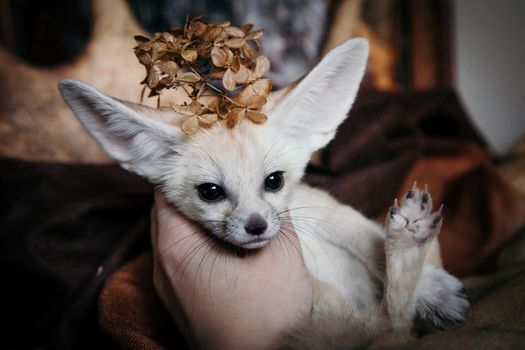 Pretty Fennec fox cub on brown backgorund with flowers