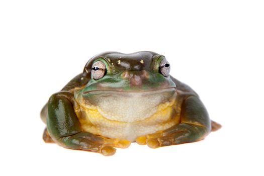 The magnificent tree frog, Ranoidea splendida, also known as the splendid tree frog on white background