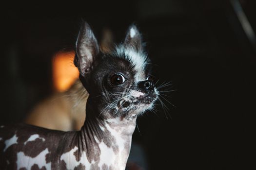 Ugly peruvian hairless and chihuahua mix dog on black
