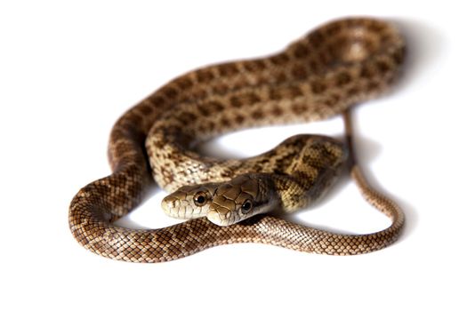 The two headed Japanese rat snake, Elaphe climacophora, isolated on white background