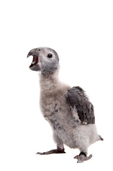 African Grey Parrot, Psittacus erithacus timneh, isolated on white background