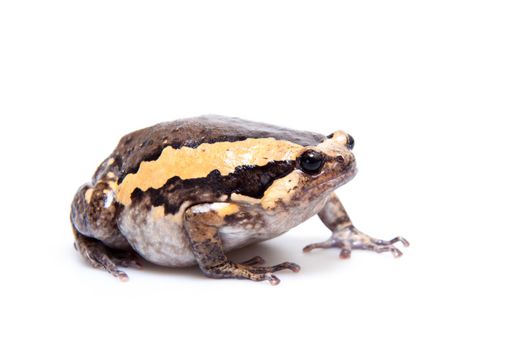 The banded bullfrog, Kaloula pulchra, isolated on white background