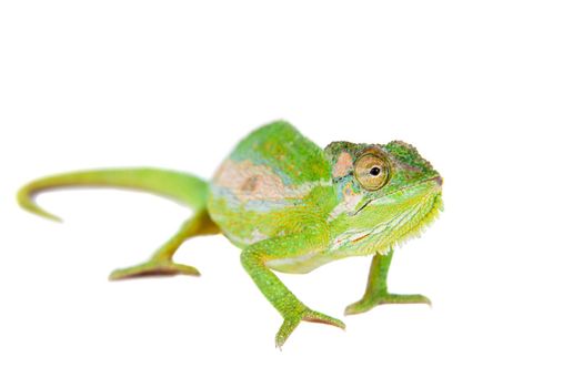 The Cape dwarf chameleon, Bradypodion pumilum, isolated on white background