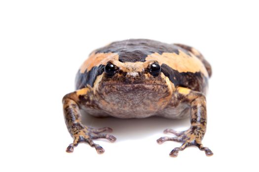 The banded bullfrog, Kaloula pulchra, isolated on white background