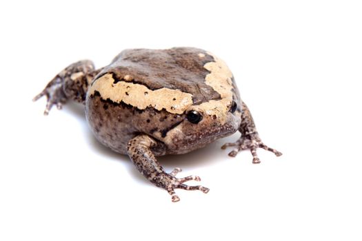 The banded bullfrog, Kaloula pulchra, isolated on white background