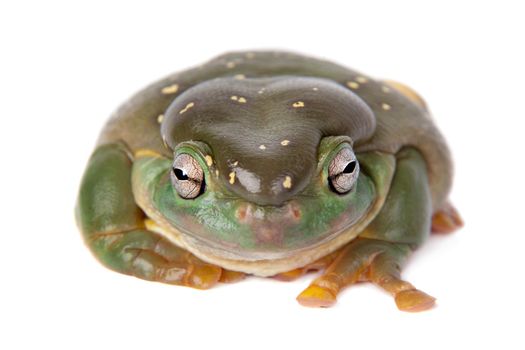 The magnificent tree frog, Ranoidea splendida, also known as the splendid tree frog on white background