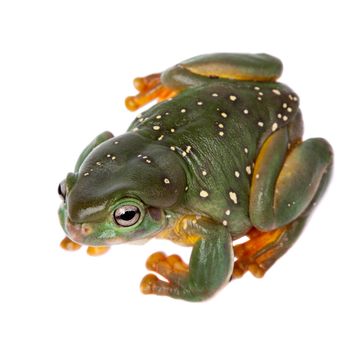 The magnificent tree frog, Ranoidea splendida, also known as the splendid tree frog on white background