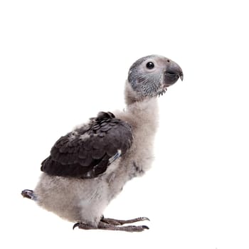 African Grey Parrot, Psittacus erithacus timneh, isolated on white background