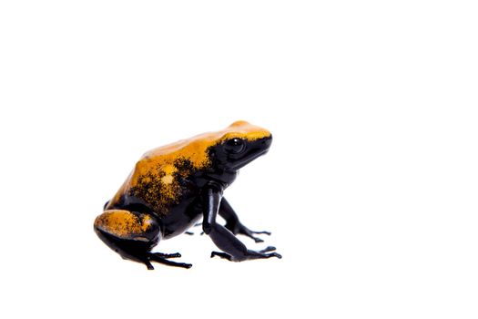 Splash-backed poison frog, Dendrobates leucomelas on white background.