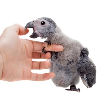 African Grey Parrot, Psittacus erithacus timneh, isolated on white background