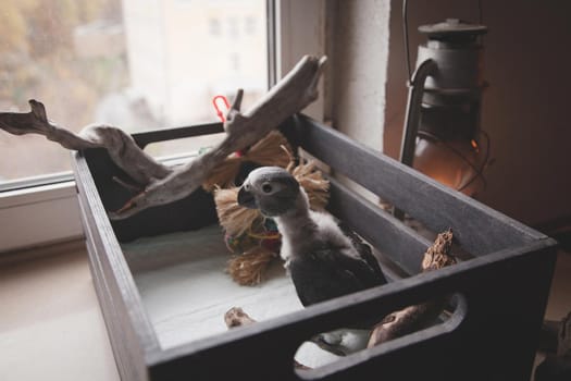 Small fluffy African Grey Parrot baby in front of window