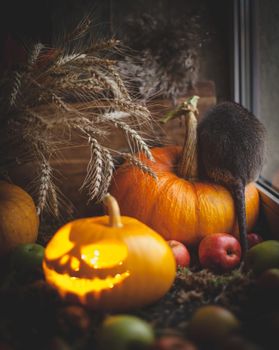 Pretty giant gambian pouched rat on Haloween party with pumpkins