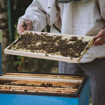 Beekeeper inspecting honeycomb frame at apiary at the summer day.