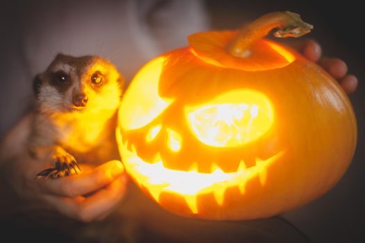 Pretty meerkat, Suricata suricatta with beautiful Haloween decoration