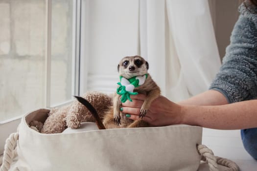 The meerkat or suricate, Suricata suricatta, in front of window