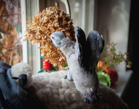 Small fluffy African Grey Parrot baby in front of window