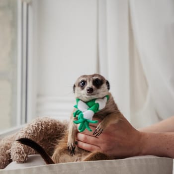 The meerkat or suricate, Suricata suricatta, in front of window