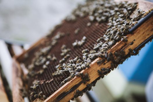 Beekeeper holding a honeycomb full of bees. Beekeeper in protective workwear inspecting honeycomb frame at apiary.