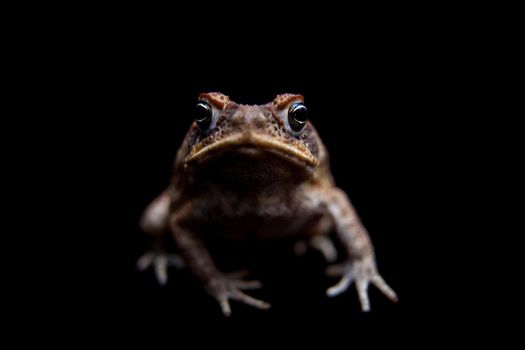 Rhinella marinus. Cane or giant neotropical toad on black background