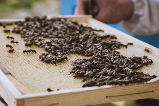 Beekeeper holding a honeycomb full of bees. Beekeeper in protective workwear inspecting honeycomb frame at apiary.