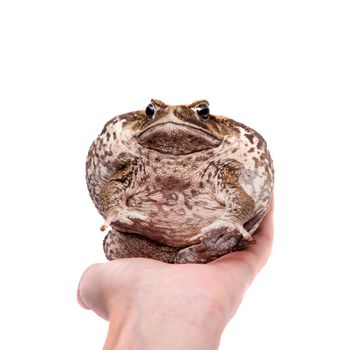 Rhinella marinus. Cane or giant neotropical toad on white background