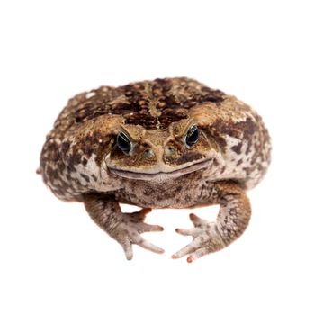 Rhinella marinus. Cane or giant neotropical toad on white background