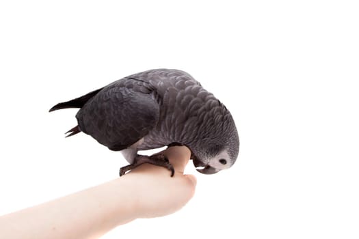 African Grey Parrot, Psittacus erithacus timneh, isolated on white background