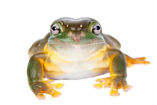 The magnificent tree frog, Ranoidea splendida, also known as the splendid tree frog on white background