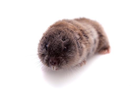 The northern mole vole, Ellobius talpinus, isolated on white background