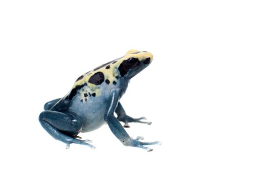 Patricia Dyeing Poison Dart Frog, Dendrobates tinctorius, isolated on white background.