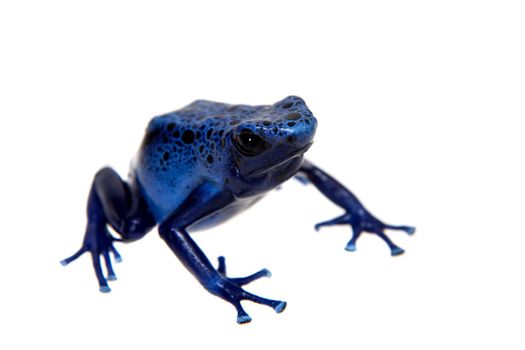 Blue Poison Dart Frog, Dendrobates tinctorius Azureus, on white background.
