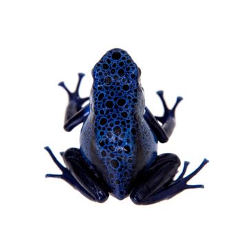 Blue Poison Dart Frog, Dendrobates tinctorius Azureus, on white background.