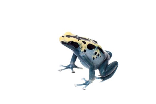 Patricia Dyeing Poison Dart Frog, Dendrobates tinctorius, isolated on white background.