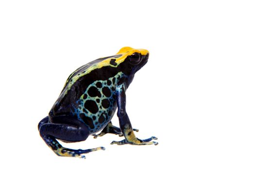 Robertus dyeing poison dart frog, Dendrobates tinctorius, isolated on white background