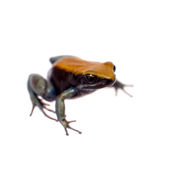 Blue-legged mantella, Mantella expectata, isolated on white background