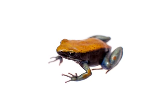 Blue-legged mantella, Mantella expectata, isolated on white background