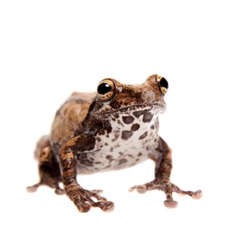 Belly-spotted froglet, Kurixalus baleogaster, isolated on white background