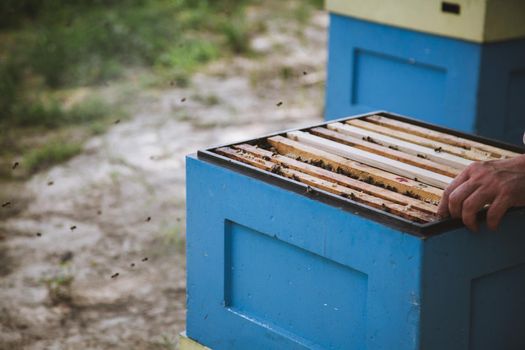 Beekeeper is working with bees and beehives on the apiary.